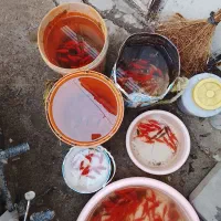 ماهی قرمز عید