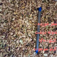 ۴ نمونه مغز پسته دامغان