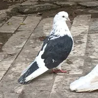 کبوتر جفتگاهی