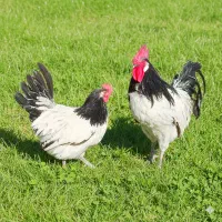 تخم،جوجه،مرغ زینتی لاکنولدر، ورورک، اپنزلر آراکانا|حیوانات مزرعه|مشهد, شهید فرامرز عباسی|دیوار