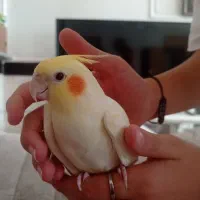 پرنده