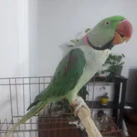 شاه طوطی نر