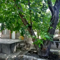 فروش باغ در محدوده ملکان|فروش زمین و ملک کلنگی|ملکان, |دیوار