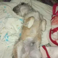 سگ‌ پا کوتاه نژاد دار ....نژاد تریر|سگ|بافت, |دیوار