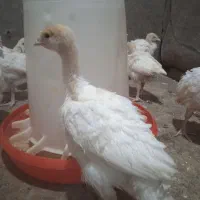 جوجه بوقلمون بیوتی 1ماهه