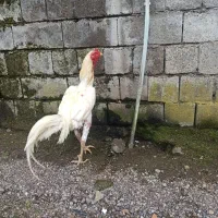 خروس لاری اصل|پرنده|حویق, |دیوار