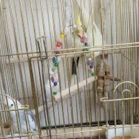 عروس هلندی|پرنده|تهران, چیتگر شمالی|دیوار