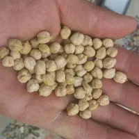 نخود|عمدهفروشی|شازند, |دیوار