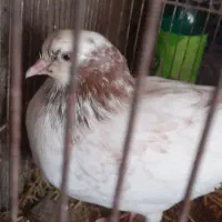 کبوتر|پرنده|کوچصفهان, |دیوار