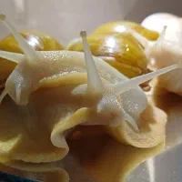 حلزون البینو