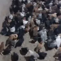 جوجه مرغ خروس جهادی تخمگذار
