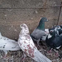 کبوتر فروشی تضمینی