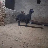 بره قوچ غره قزل لخت همو