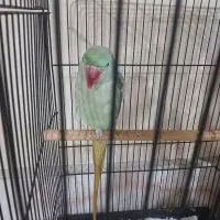 شاه طوطی|پرنده|نیشابور, بنیاد شهید|دیوار