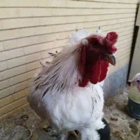 فروش مرغ و خروس برهما لایت