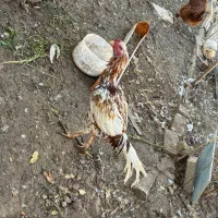 خروس لاری/خروس/مرغ محلی/مرغ لاری/اردک|حیوانات مزرعه|هشتگرد, فاز ۳ مهستان|دیوار