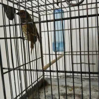 گلبسر مست درشت|پرنده|فردیس, شهرک شهید حسینی|دیوار