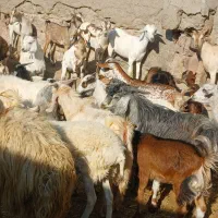 کهره گیسه بز خود بندرعباس با قصابی رایگان