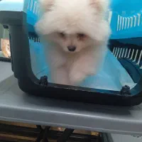 پامرانین خرسی وارداتی