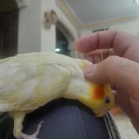 عروس هلندی لوتینو چلوندنی