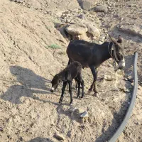 فروش الاغ