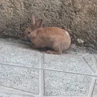 خرگوش