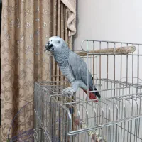 کاسکو سخنگو