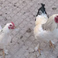 تخم مرغ نطفه دار برهما