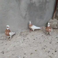 سه تا جوجه زرد از نسل خال سیاه|پرنده|فیروزآباد (فارس), |دیوار