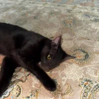 پیشی سیاه ناز امداد شده نر / واکسن زده