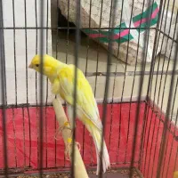فروش قناری نر|پرنده|شوشتر, |دیوار