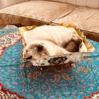 نژاد هیمالین نر بسیار ارام و لوس|گربه|یزد, |دیوار