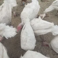 فروش بوقلمون،خروس