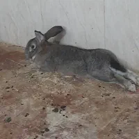 خرگوش جاینت(غول)|موش و خرگوش|سنندج, |دیوار