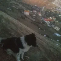 تخم مرغ نطفه دار