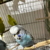 مرغ عشق انگلیسی (باجیگارد)|پرنده|دهلران, |دیوار