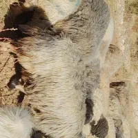 میش داشتی|حیوانات مزرعه|صمصامی, |دیوار