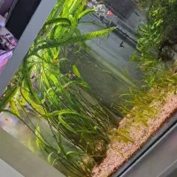 گیاه کریپتون|ماهی|ارومیه, |دیوار