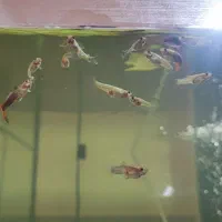 ماهی گوپی|ماهی|شاهین‌شهر, خانه کارگر|دیوار