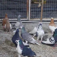کبوتر رنگی|پرنده|شیراز, سلطان آباد|دیوار
