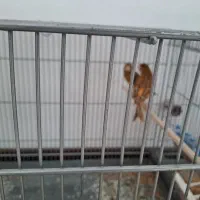 یه جفت قناری