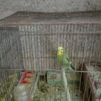 پرنده|پرنده|شیراز, جمال آباد|دیوار