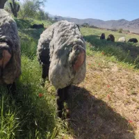 شیشک قوچ تهه شهر کردی