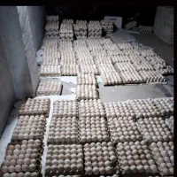 تولید و پخش تخم نطفه دار انواع طیور و پرنده زینتی