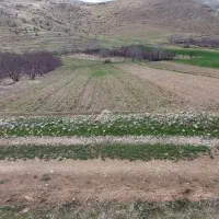 اجاره ۱ هکتار ونیم زمین کشاورزی لولهکشی باآب چشمه|اجارهٔ دفتر صنعتی، کشاورزی، تجاری|دینور, |دیوار