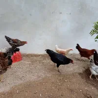 فروش مرغ و خروس