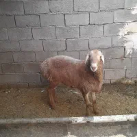 بره قوچ چینی|حیوانات مزرعه|قنوات, |دیوار