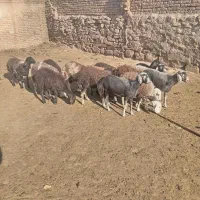 بره ماده چال|حیوانات مزرعه|جلگه رخ, |دیوار