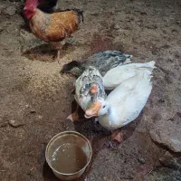 غاز مرغ خروس