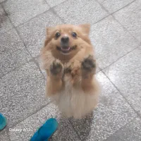 حیوان خانگی|سگ|شیراز, تندگویان|دیوار